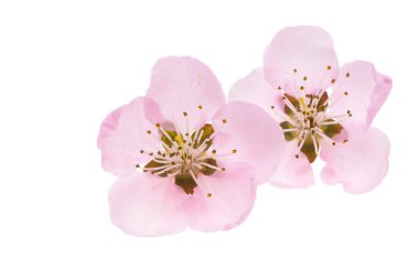 Beyaz arkaplanda izole edilmiş sakura çiçeği 