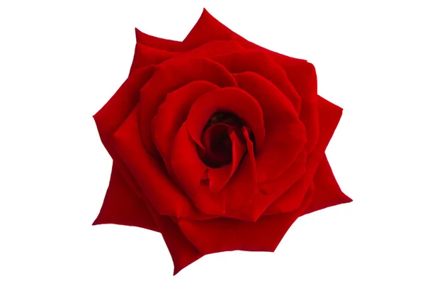 Red Rose Isolated White Background — Stock Photo, Image