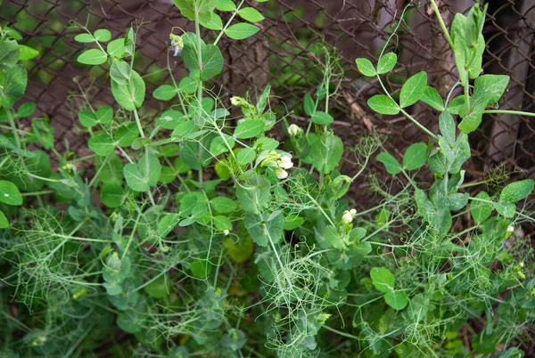 緑のエンドウ豆をネット上で咲かせ — ストック写真