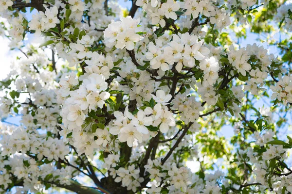 Blooming Apple Tree Sunny Day — Stock Photo, Image