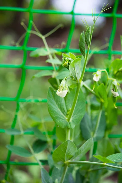 Blooming Green Pea Growing Net — Stock Photo, Image