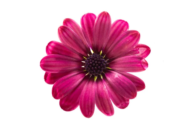 Osteosperumum Flower Daisy Isolated White Background Macro Closeup — Stock Photo, Image