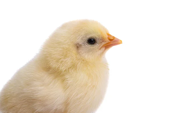 Petite Poulette Isolée Sur Fond Blanc — Photo