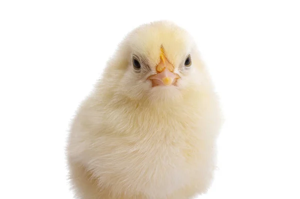 Little Chick Isolated White Background — Stock Photo, Image