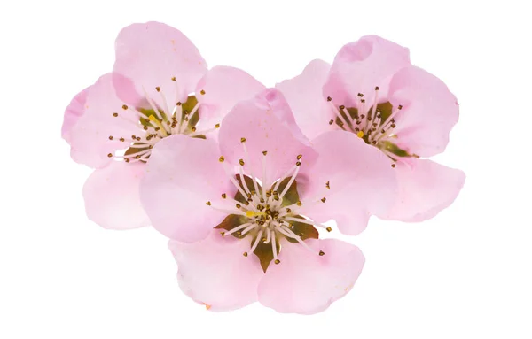 白地に孤立した桜の花 — ストック写真