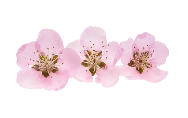 Sakura Virág Elszigetelt Fehér Háttér — Stock Fotó