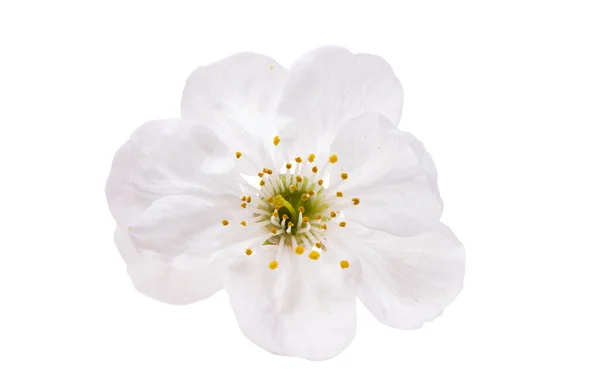 Cherry Blomma Isolerad Vit Bakgrund — Stockfoto