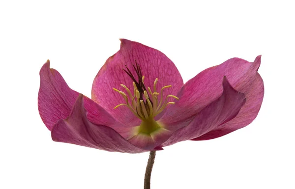 Hellebore Blomma Isolerad Vit Bakgrund — Stockfoto