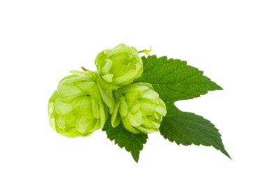 sekme konileri beyaz arkaplanda izole 