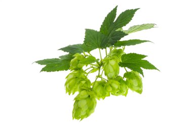 sekme konileri beyaz arkaplanda izole 