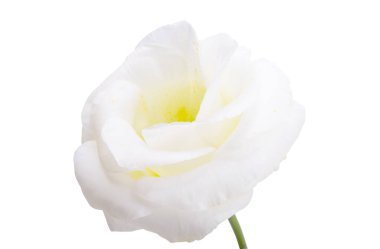 Beyaz arkaplanda izole edilmiş östoma çiçeği 