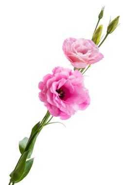 Beyaz arkaplanda izole edilmiş östoma çiçeği 