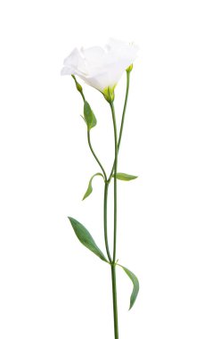 Beyaz arkaplanda izole edilmiş östoma çiçeği 