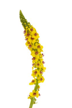 Beyaz arkaplanda izole edilmiş sarı çayır çiçeği 