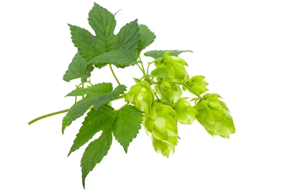 Cônes Houblon Isolés Sur Fond Blanc — Photo