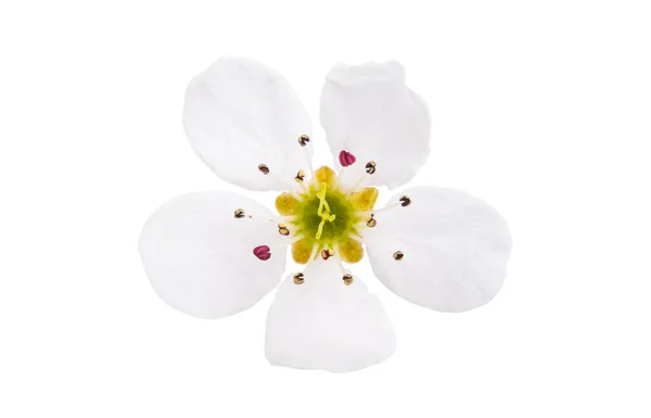 Birne Blume Isoliert Auf Weißem Hintergrund — Stockfoto