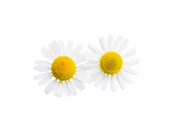 Camomilla Fiore Isolato Sfondo Bianco — Foto Stock