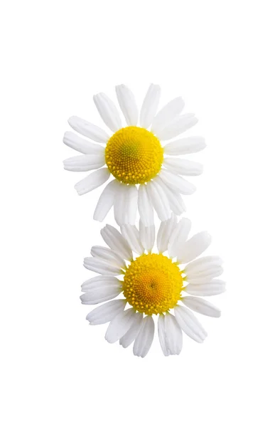 白い背景に孤立したカモミールの花 — ストック写真