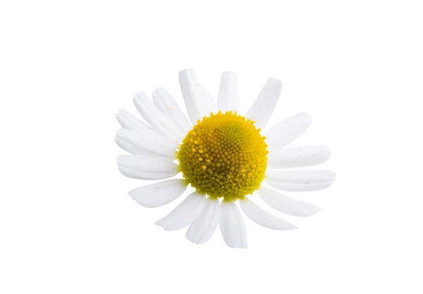 Kwiat Rumianku Izolowany Białym Tle — Zdjęcie stockowe