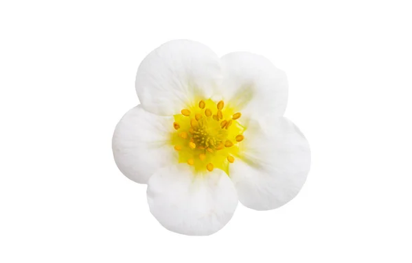 Kwiat Truskawki Izolowane Białym Tle — Zdjęcie stockowe