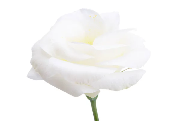 Eustoma Flower Isolated White Background — Stock Photo, Image