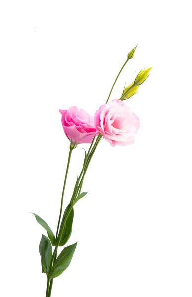 Flor Eustoma Aislada Sobre Fondo Blanco — Foto de Stock