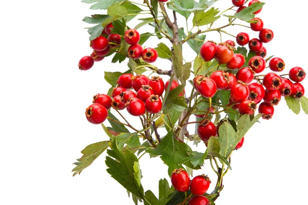 Hawthorn Branch Isolated White Background — Stock Photo, Image