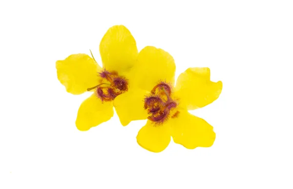 Желтый Луг Цветок Изолирован Белом Фоне — стоковое фото