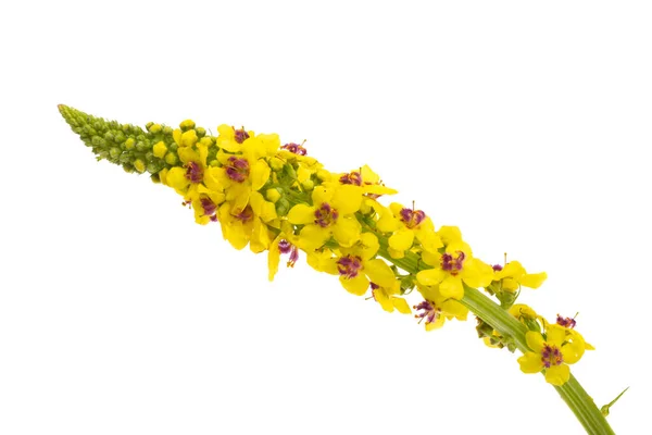 Żółty Łąka Kwiat Izolowane Białym Tle — Zdjęcie stockowe