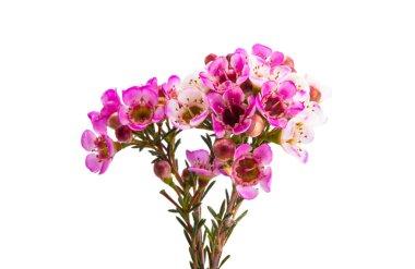 Balmumu gül çiçekleri beyaz arkaplanda izole edilmiş 