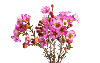 wax rose myrtle flowers isolated on white background  clipart