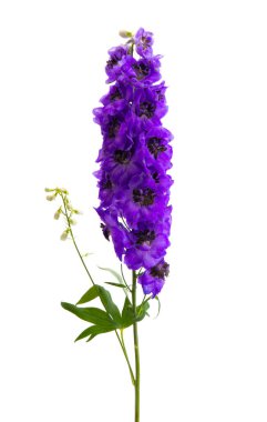 beyaz arkaplanda izole edilmiş delinyum çiçeği 