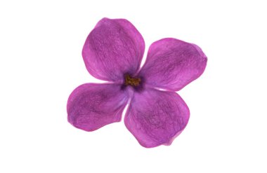 Beyaz arkaplanda yalıtılmış leylak çiçekleri 