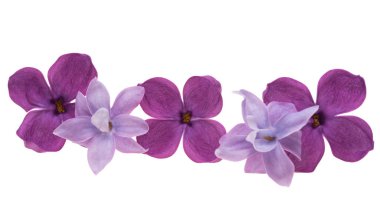 Beyaz arkaplanda yalıtılmış leylak çiçekleri 