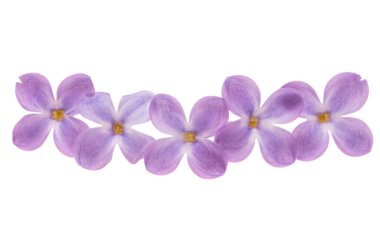 Beyaz arkaplanda yalıtılmış leylak çiçekleri 