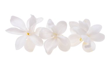 Beyaz arkaplanda yalıtılmış leylak çiçekleri 