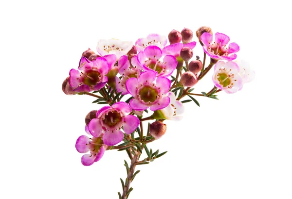 Wachsrose Myrte Blüten Isoliert Auf Weißem Hintergrund — Stockfoto