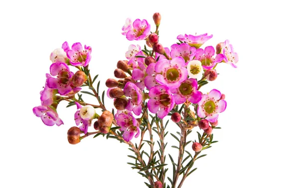 Vax Ros Myrten Blommor Isolerad Vit Bakgrund — Stockfoto