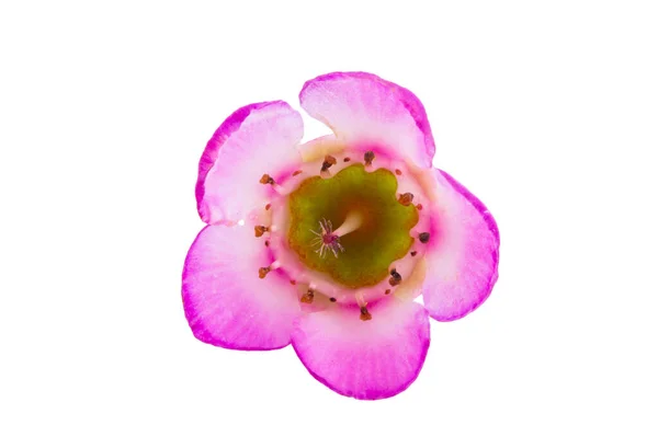 Wosk Róża Mirt Kwiaty Izolowane Białym Tle — Zdjęcie stockowe