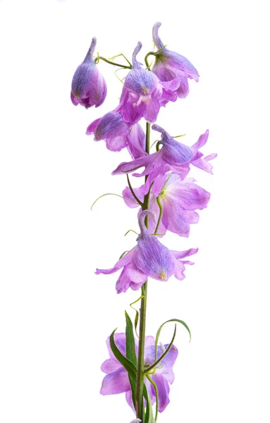 Delphinium Blume Isoliert Auf Weißem Hintergrund — Stockfoto