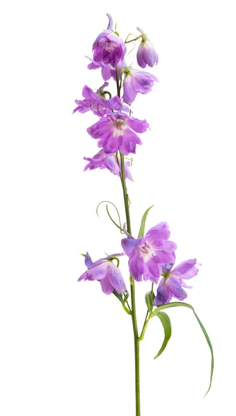 Delphinium Flower Isolated White Background — Stock Photo, Image