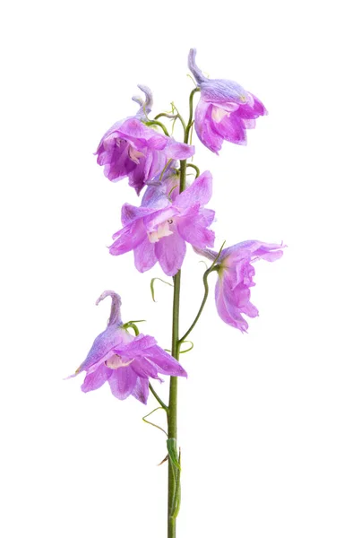 Delphinium Fiore Isolato Sfondo Bianco — Foto Stock