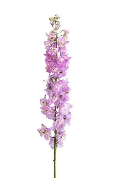 Flor Delphinium Isolado Fundo Branco — Fotografia de Stock