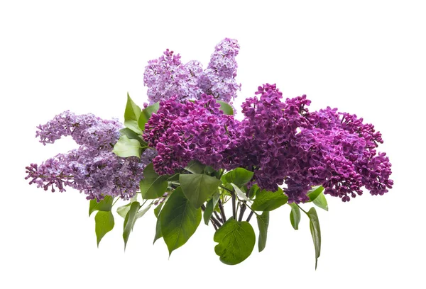 Lilac Bouquet Isolated White Background — Stock Photo, Image