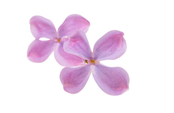 Lila Blommor Isolerad Vit Bakgrund — Stockfoto