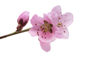 Beyaz arkaplanda izole edilmiş sakura çiçekleri