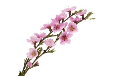 Beyaz arkaplanda izole edilmiş sakura çiçekleri