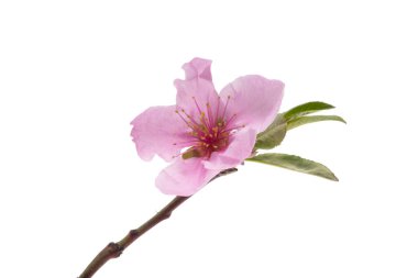 Beyaz arkaplanda izole edilmiş sakura çiçekleri