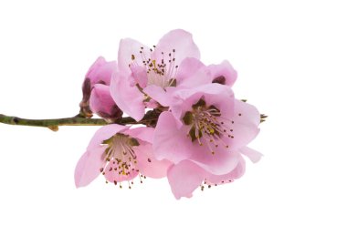 Beyaz arkaplanda izole edilmiş sakura çiçekleri