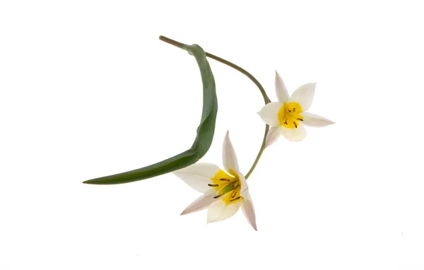 Flor Tulipa Selvagem Isolado Fundo Branco — Fotografia de Stock
